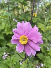 2x  gefühlte Herbstanemone