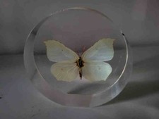Schmetterling in Kunstharz /
