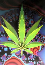 CANNABIS MARIHUANA MARIJUANA