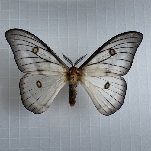 Entomologie*ceranchia