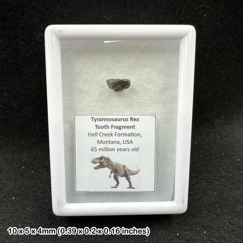Tyrannosaurus rex zahn fossil - rex,