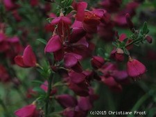 Edel-Ginster Boskoop Ruby -