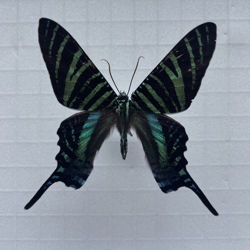 Entomologie*Urania