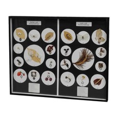 Schaukasten mit schadinsekten - schaukasten,