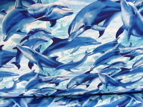 Delphine dolphin meer ozean - dolphin,
