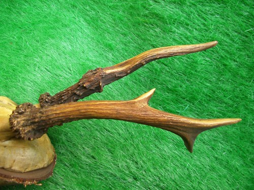 Abnormer 6er bock - 6er-bock, rehbock
