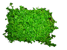 Perlenkraut - Micranthemum Monte Carlo Wasserpflanzen,Aquarienpflanzen  2 Stück