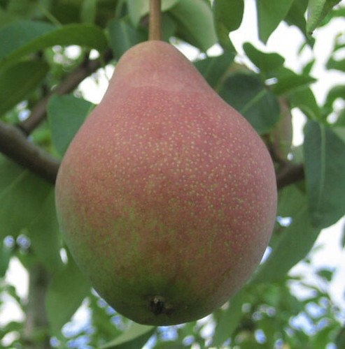 Clapps liebling birnenbaum - clapps,