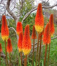 SAMEN Fackellilie Frühling