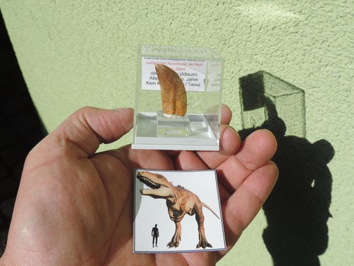 Afrikanischer rex - afrikanischer,