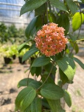 80002910 Hoya Fitchii Orange