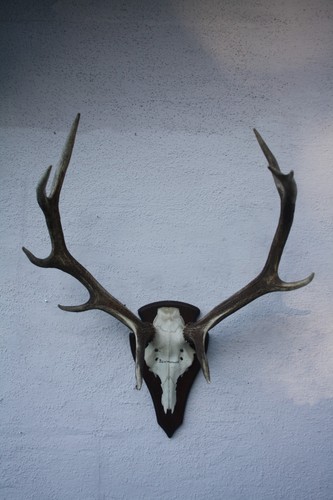 Hirschgeweih geweih - hirschgeweih,