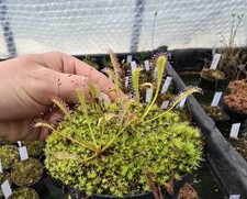 Drosera nidiformis