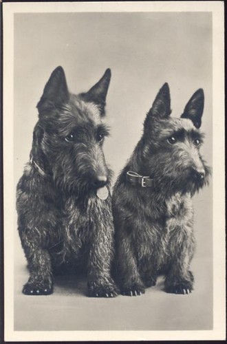 20048714 rassehunde - 20048714,