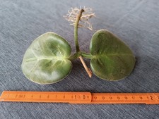 Hoya Calycina Stargazer