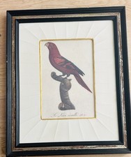 Jacques Barraband Papagei