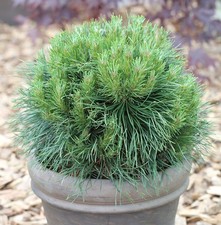 Kompakte Kugelkiefer Varella