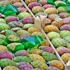 SAMEN KAKTUSFEIGE Feigenkaktus