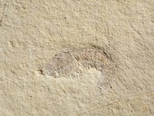 Unpräparierter Krebs - Malm (Plattenkalk) - Solnhofen - alte Sammlung