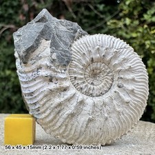 Fossiler Ammonit Kosmoceras