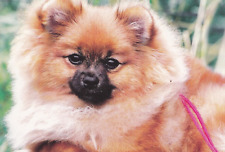 pomeranian    spitz     Postcard  *  RARE   ***