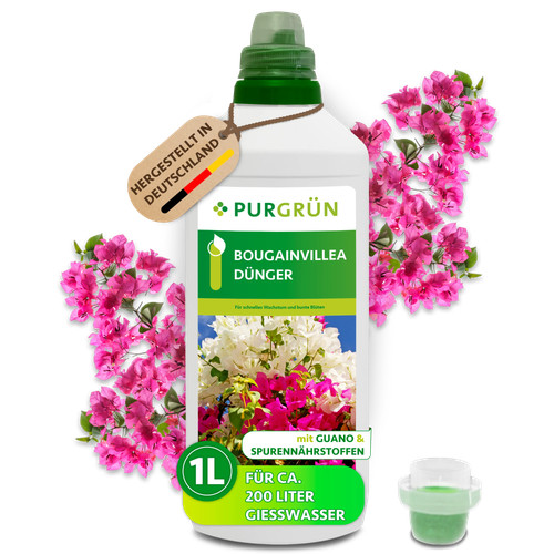 Purgrün bougainvillea - purgrün,