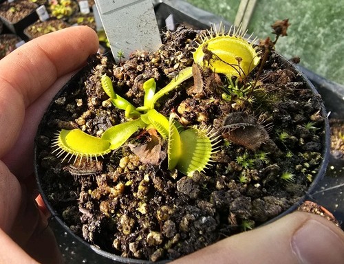Dionaea muscipula olivgruen - dionaea,