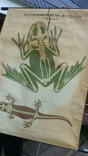Lehrtafel schule salamander - lehrtafel,