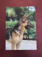 Hundepostkarte aus Italien ? DEUTSCHER SCHÄFERHUND ? AK HUND 