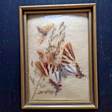 2 Schmetterlinge/