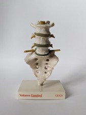 Anatomisches Modell - Lendenwirbelsäule - Physio-Therapie
