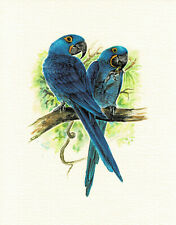 Hyazinthara Papageien - Kunstdruck-Bild - 25,5 x 17,5 cm !