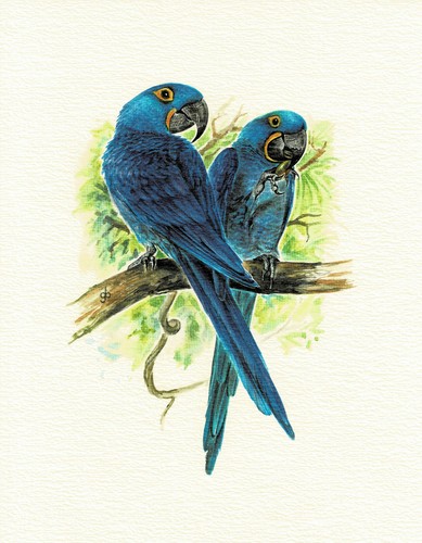 Hyazinthara papageien - papageien,