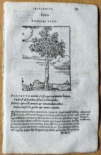 Botanik buchsbaum buxus - buxus,