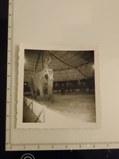 Foto Circus Zirkus Elefant