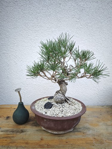 Bonsai jap schwarzkiefer - bonsai,