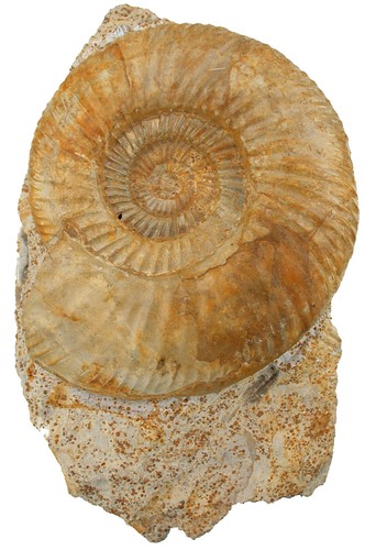 Dogger parkinsonia - , (