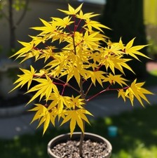 2 winterharter Ahorn gelb