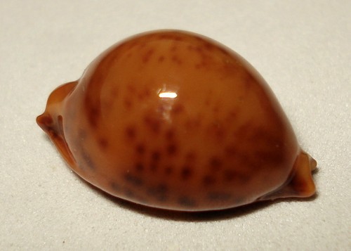 Meeresschnecke cypraea - meeresschnecke,