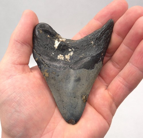 Haizahn eines megalodon 9 - haizahn, megalodon.