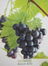 Vitis 'Muscat Blau' blaue