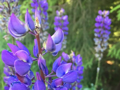 Samen stauden lupine - 50,