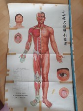 6 Körperakupunktur Poster Anatomie 100x65 cm medizinische Lehrmittel