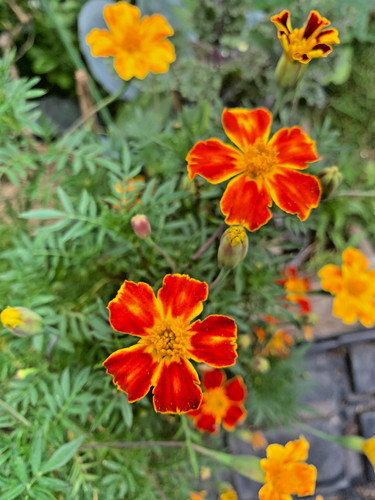 Blumensamen tagetes - 🌼,