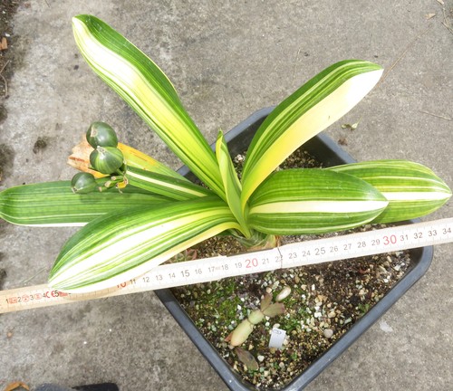 Clivia minata variegata - , große
