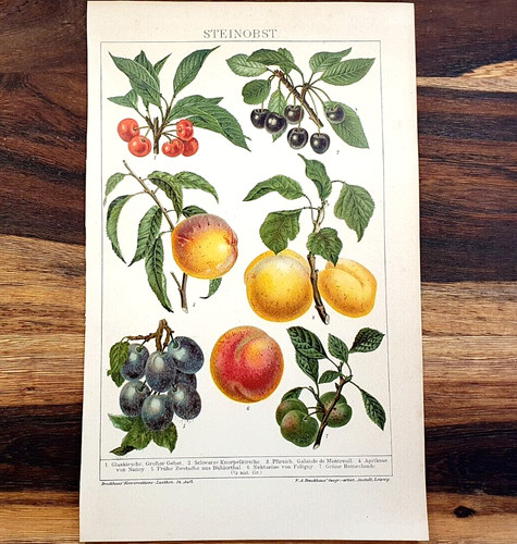 Alte lithographie steinobst - alte, lithographie,