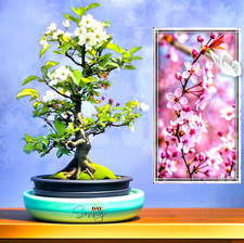 Zier-Kirschpflaume – Prunus