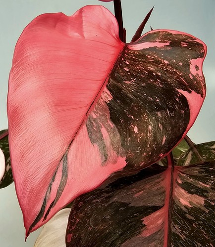 Philodendron pink princess - pink,
