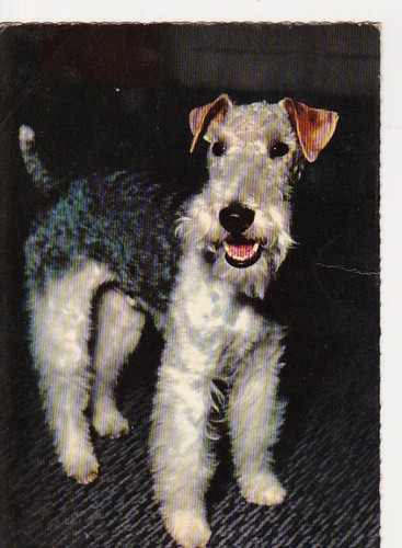 Fox terrier postkarte - ,