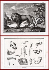2 antike Drucke - LÖWE -
